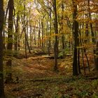 Wege im Nationalpark Hainich 2