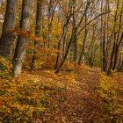 Wege im Nationalpark Hainich 3