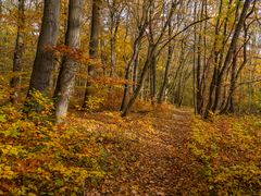 Wege im Nationalpark Hainich 3