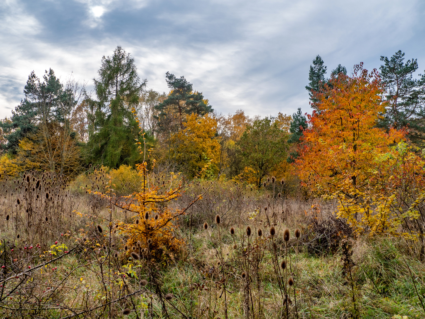 Wege im Nationalpark Hainich 4