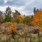 Wege im Nationalpark Hainich 4