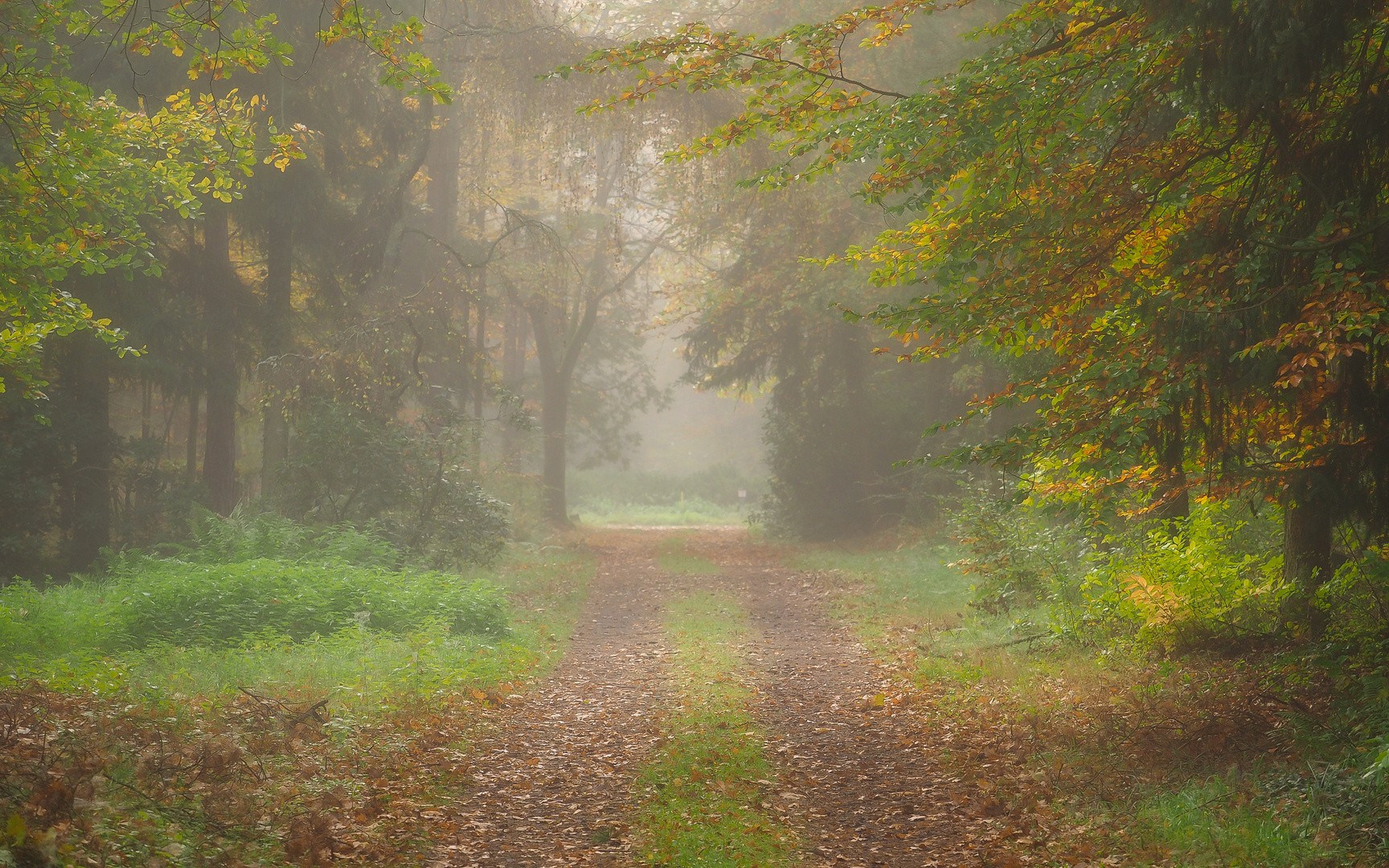 Wege im Nebel