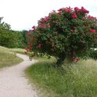 Wege im Park von Baden-Baden im August