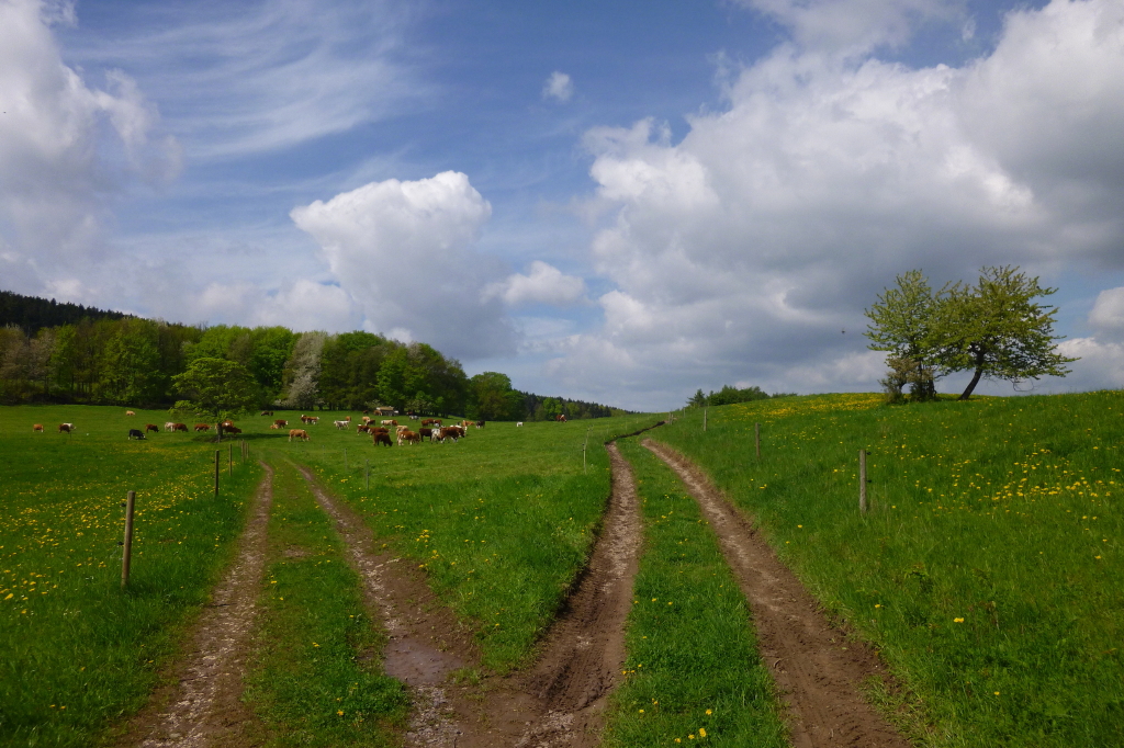 Wege im Thüringer Wald