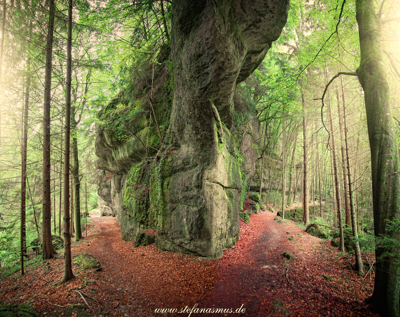 Wege im Wald