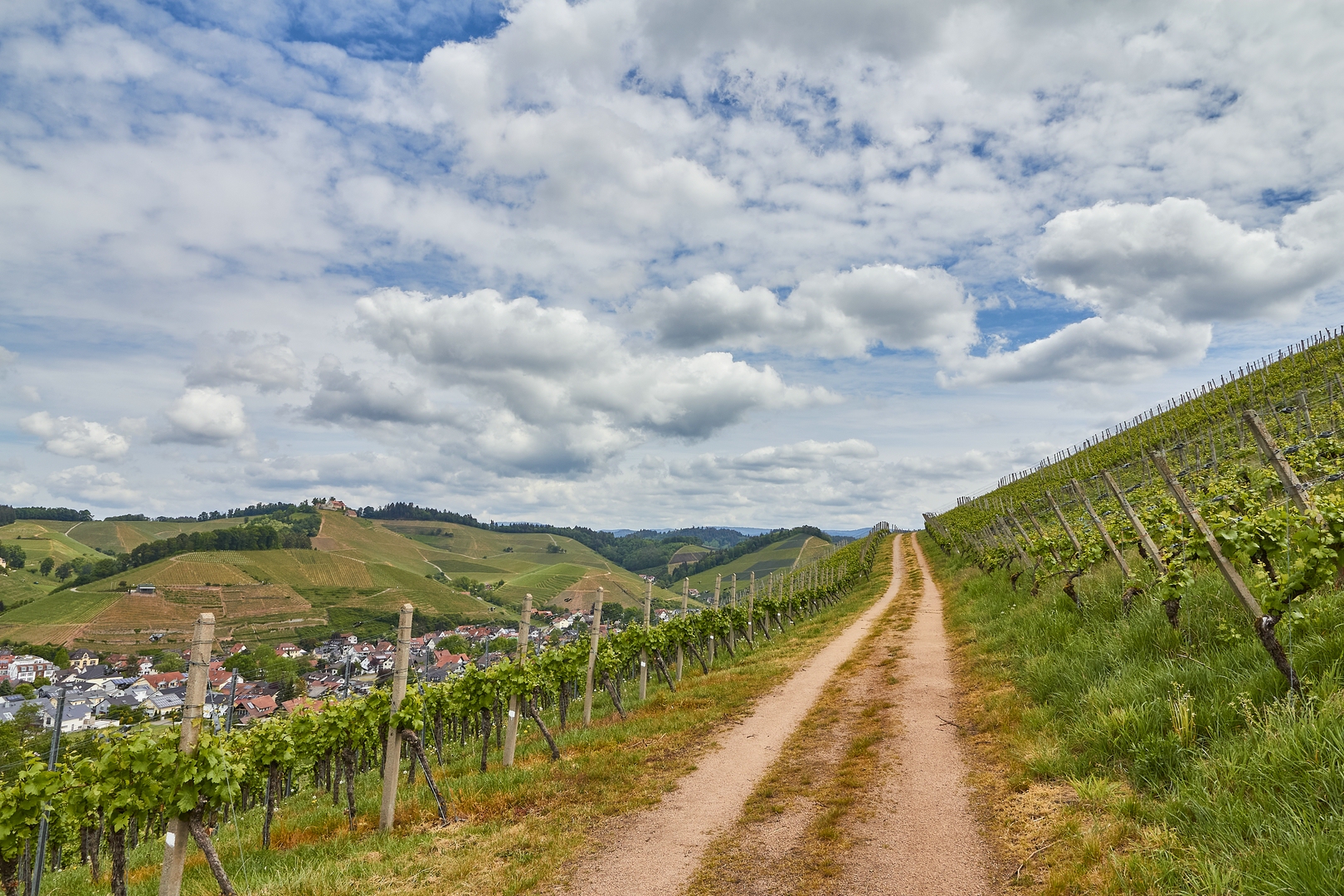 Wege im Wein