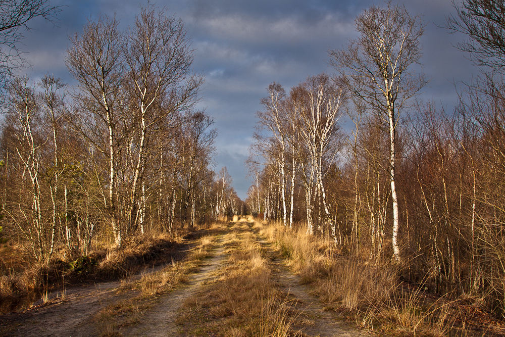 Wege im Wittemoor