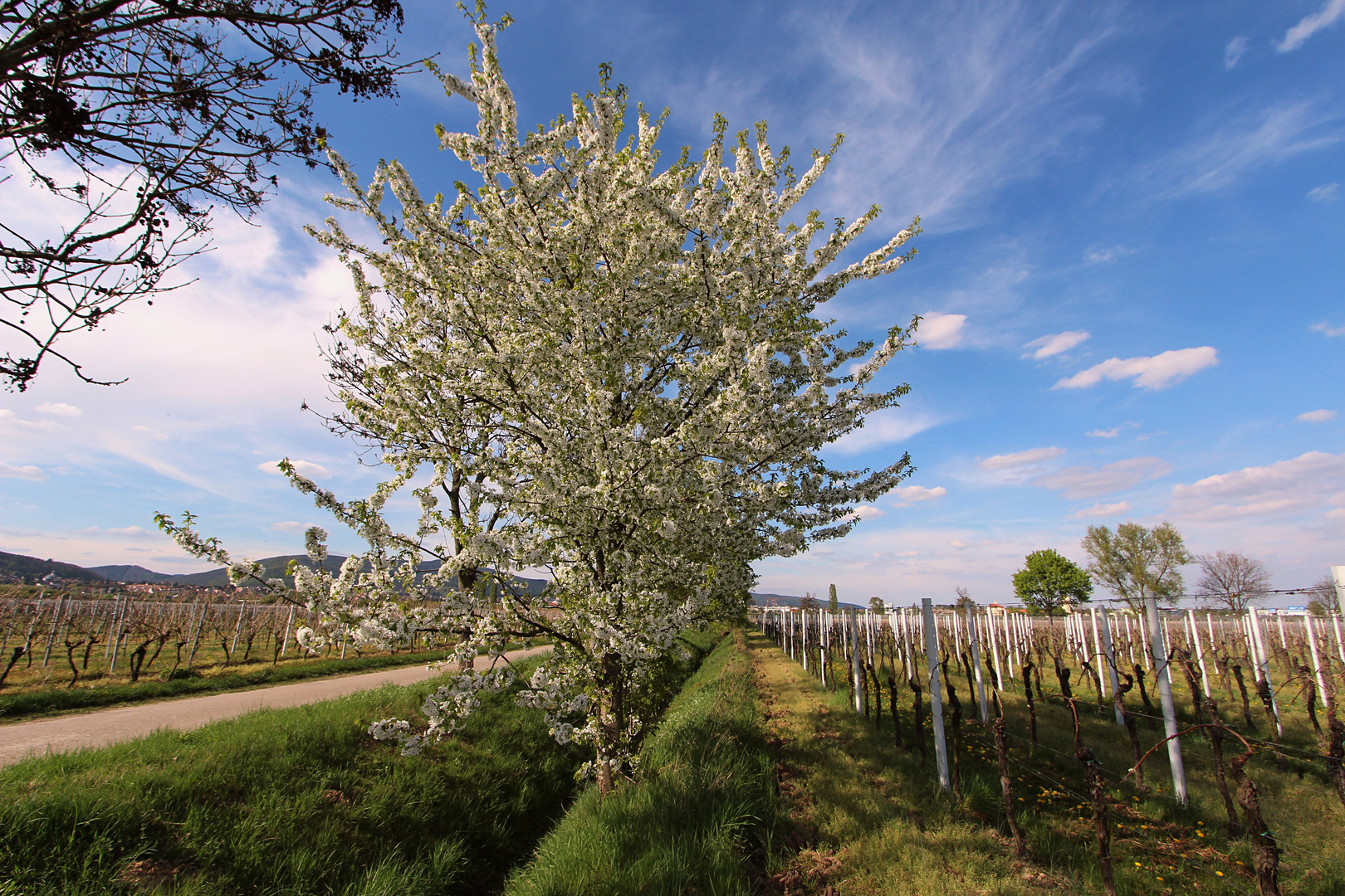 Wege in den Frühling No.2