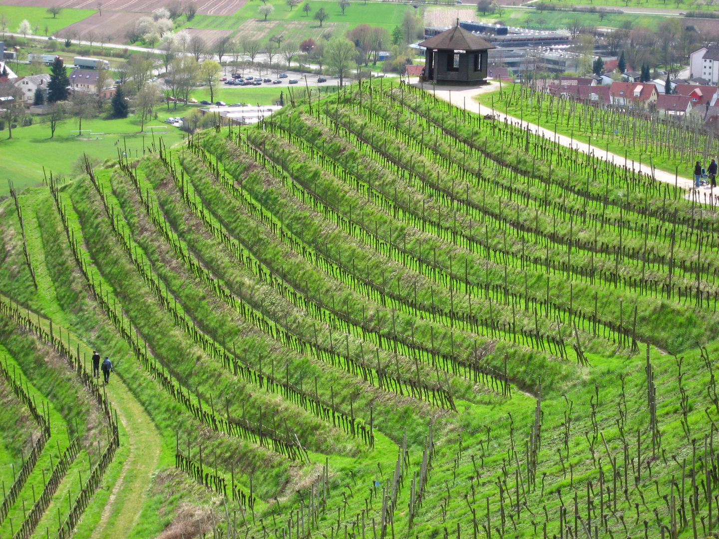 Wege in den Reben und ein Pavillon zum ausruhen