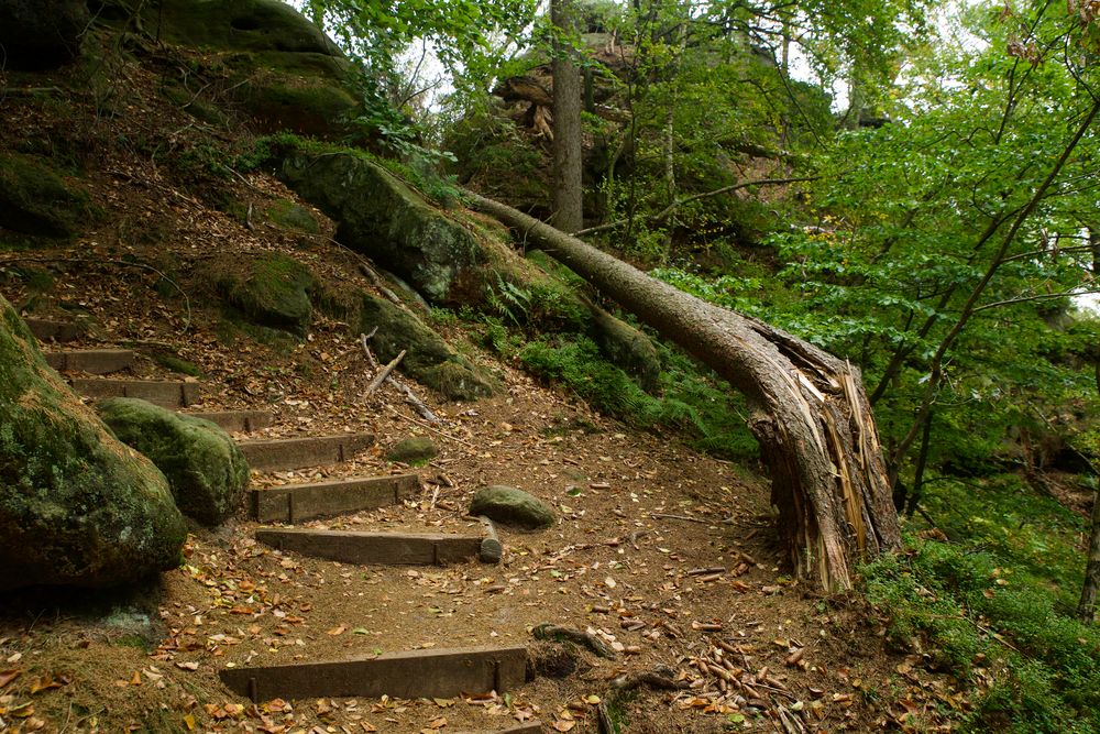 Wege in der Kernzone des Waldes sind interessanter