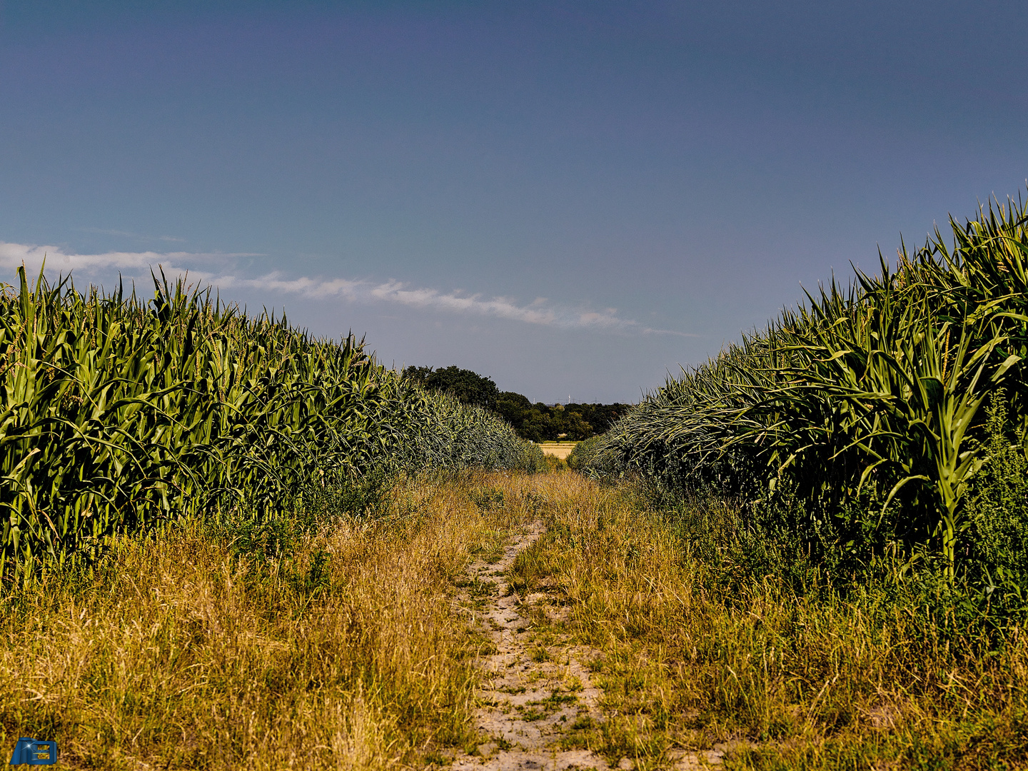 Wege in der Ried