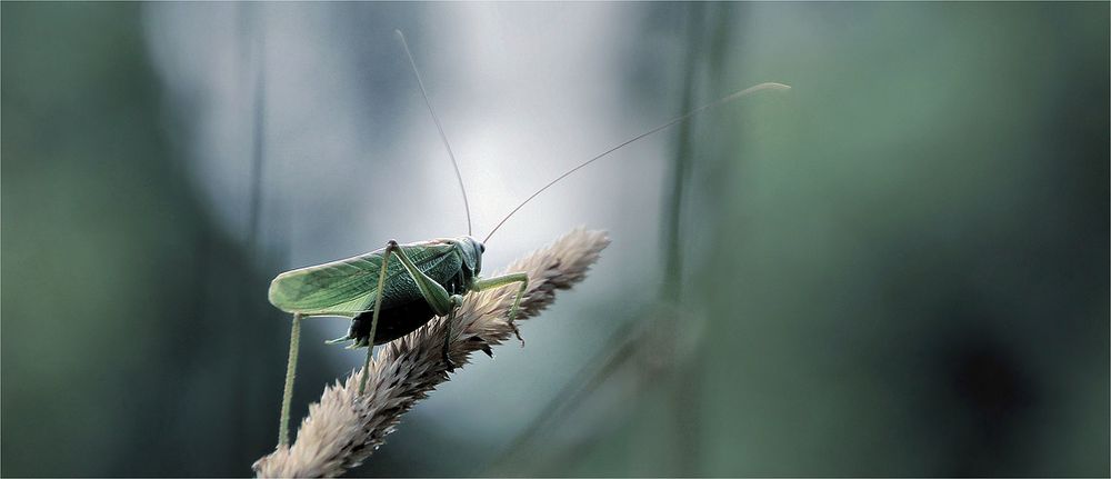 WEGE INS LICHT