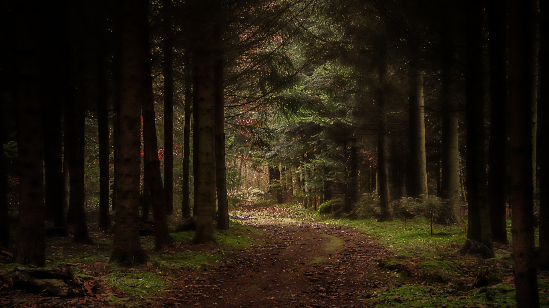 Wege ins Licht Foto & Bild spezial, wald, landschaften Bilder auf