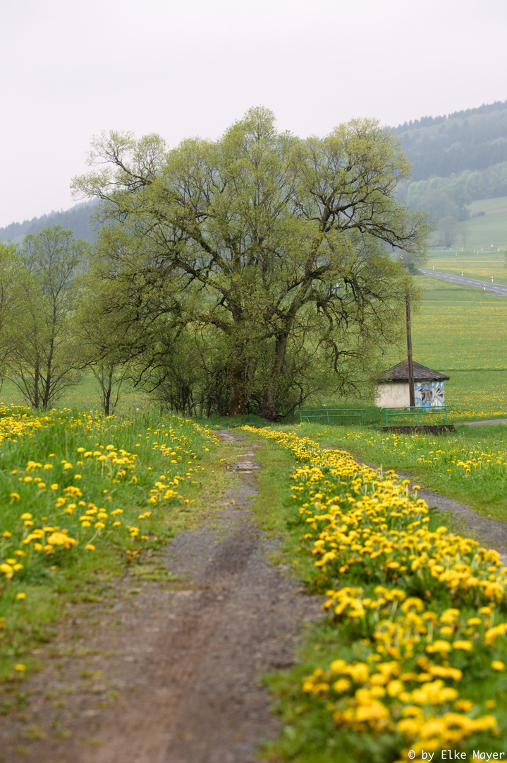 Wege und Bäume