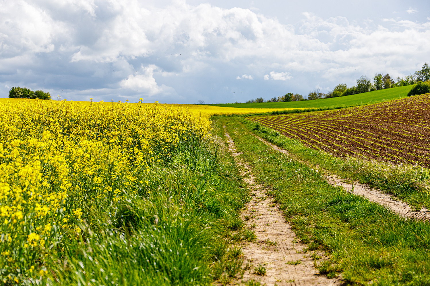 Wege zum Raps