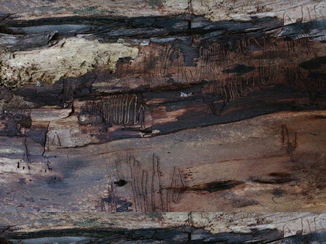 Zwischen Baum Und Borke Zwischen Baum Und Borke