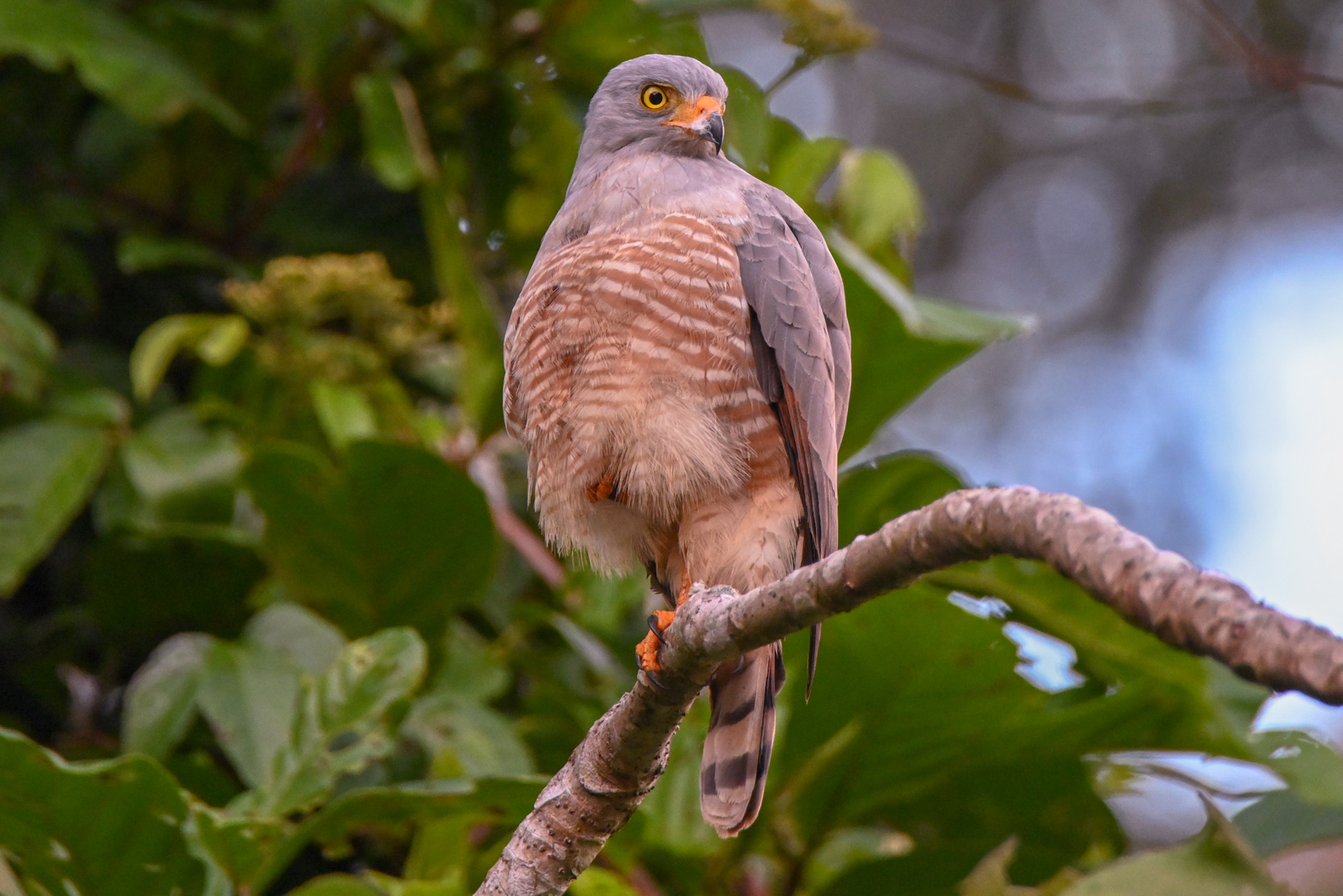 Wegebussard