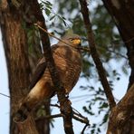 Wegebussard