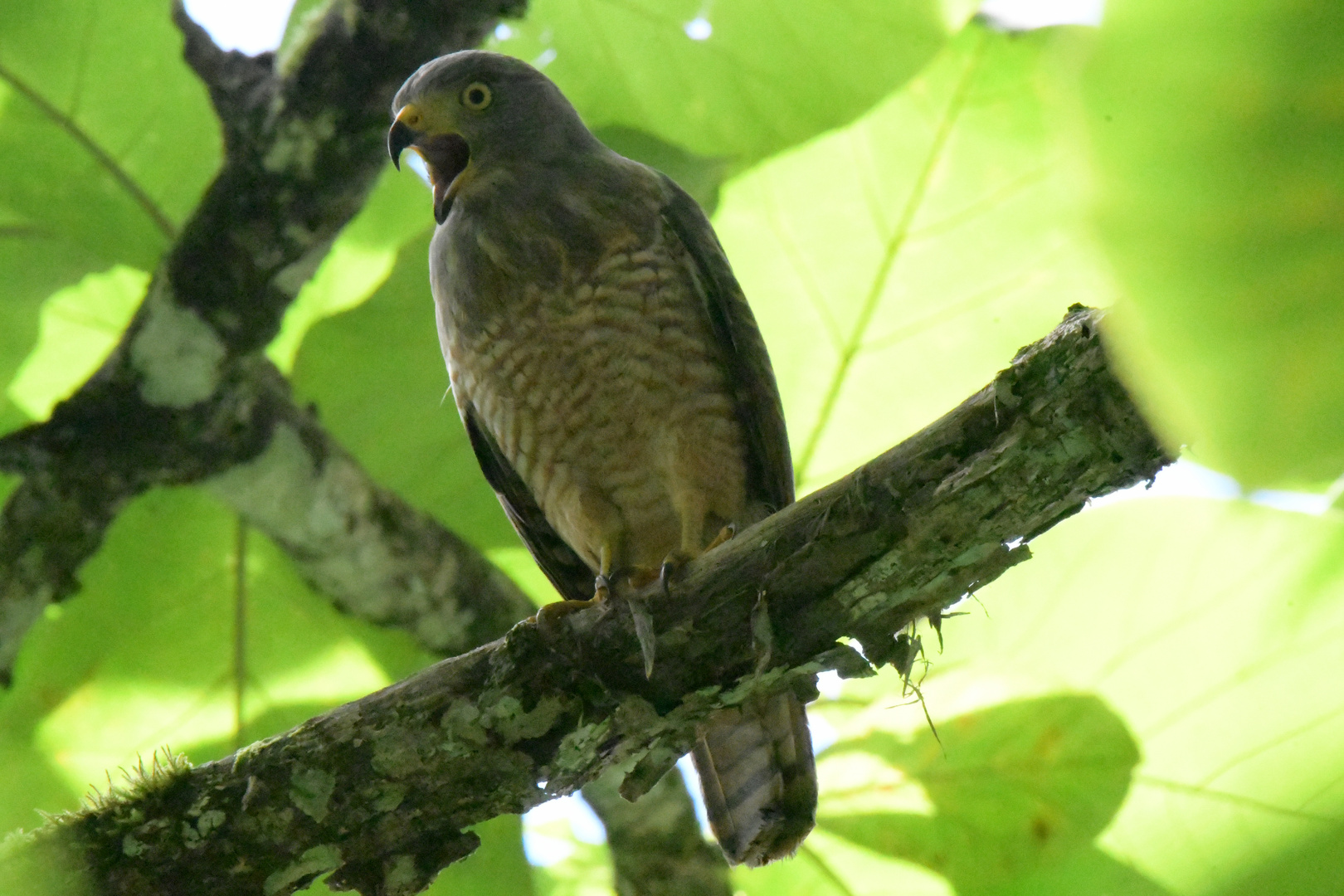 Wegebussard