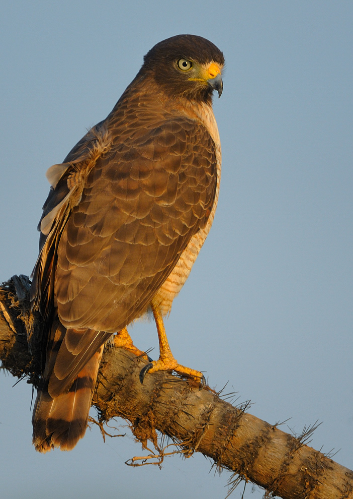 Wegebussard