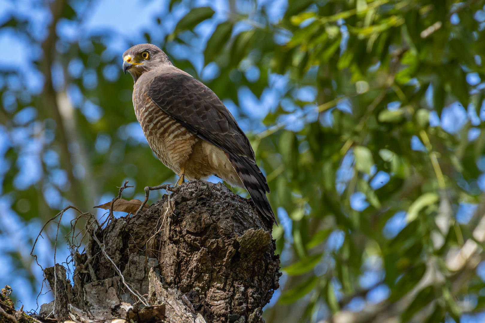 Wegebussard auf Beobachtungsposten