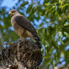 Wegebussard auf Beobachtungsposten