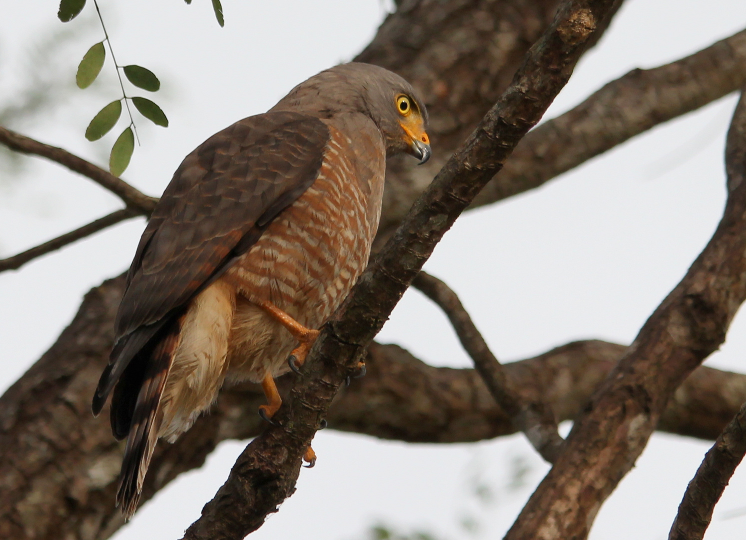 Wegebussard