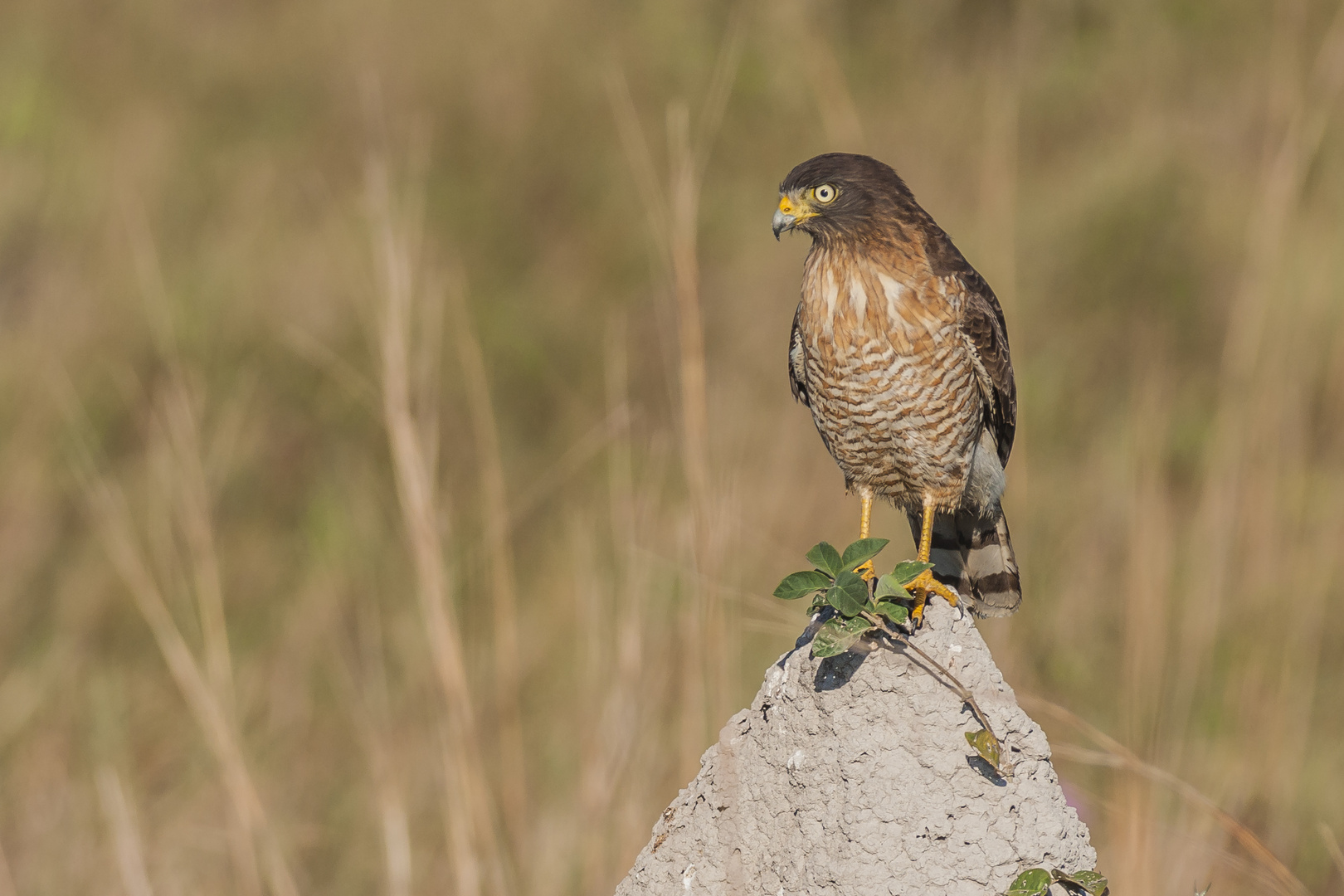 Wegebussard, juvenil - I