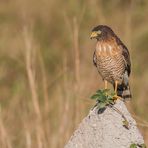 Wegebussard, juvenil - I