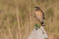 Wegebussard, juvenil - I