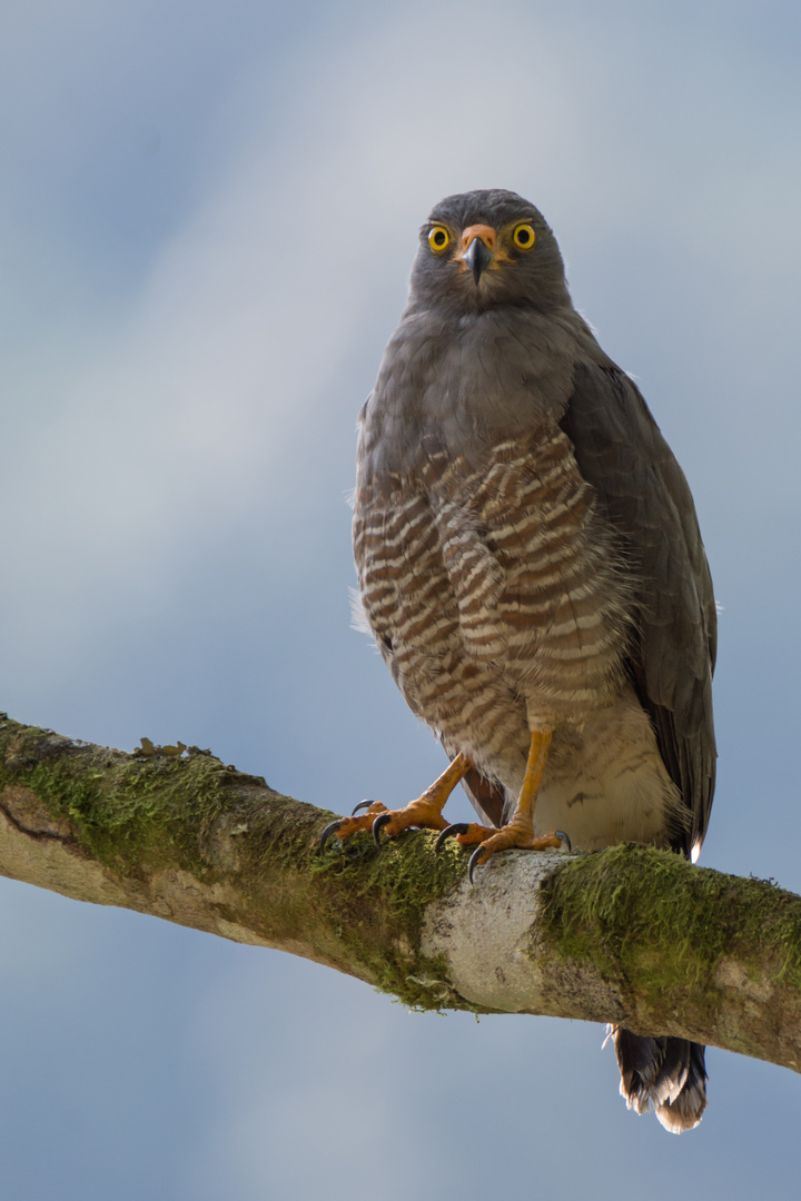 Wegebussard (Rupornis magnirostris), Tandayapa , Ecuador