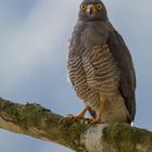 Wegebussard (Rupornis magnirostris), Tandayapa , Ecuador