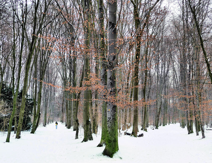 Wegegabelung im winterlichen Buchenwald