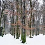 Wegegabelung im winterlichen Buchenwald