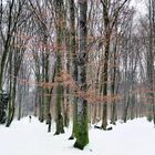 Wegegabelung im winterlichen Buchenwald