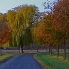 Wegekreuz unter Weide im Morgenlicht