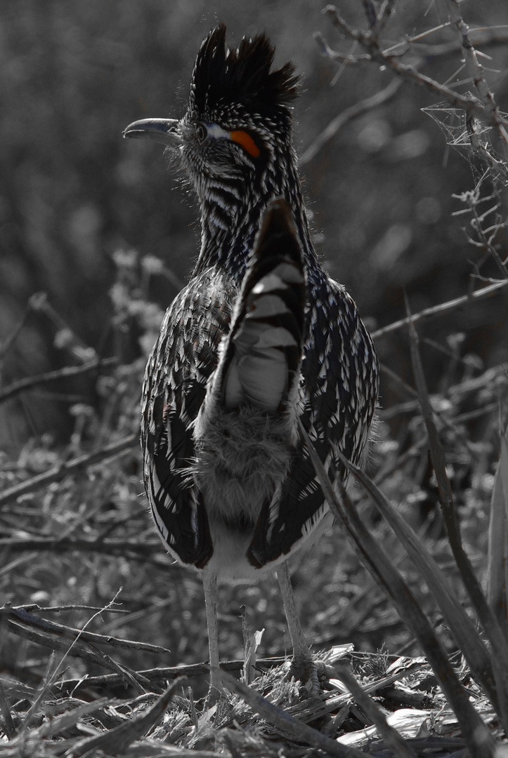 Wegekuckuck - Greater Roadrunner