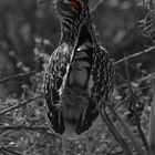 Wegekuckuck - Greater Roadrunner