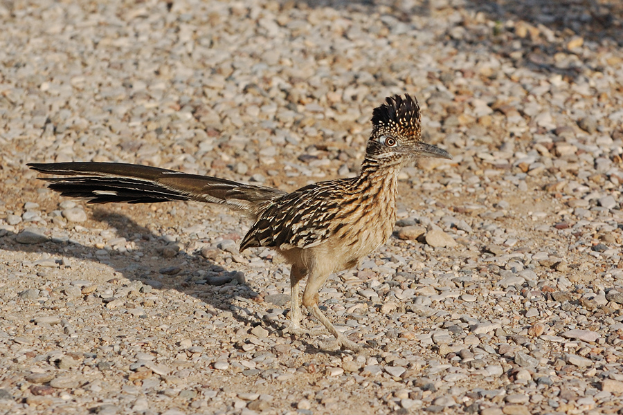 Wegekuckuck – Roadrunner (Geococcyx californianus)