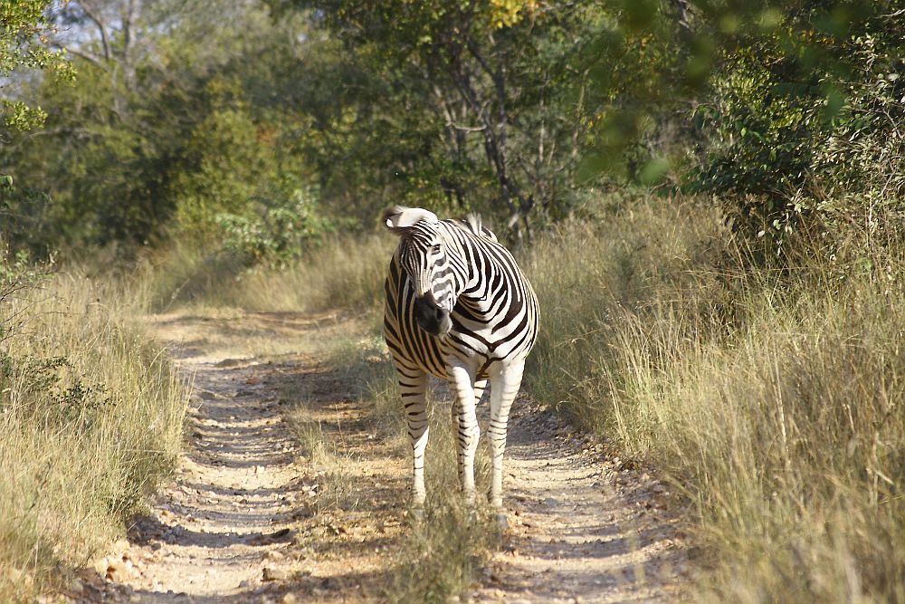 Wegelagerei in Südafrika