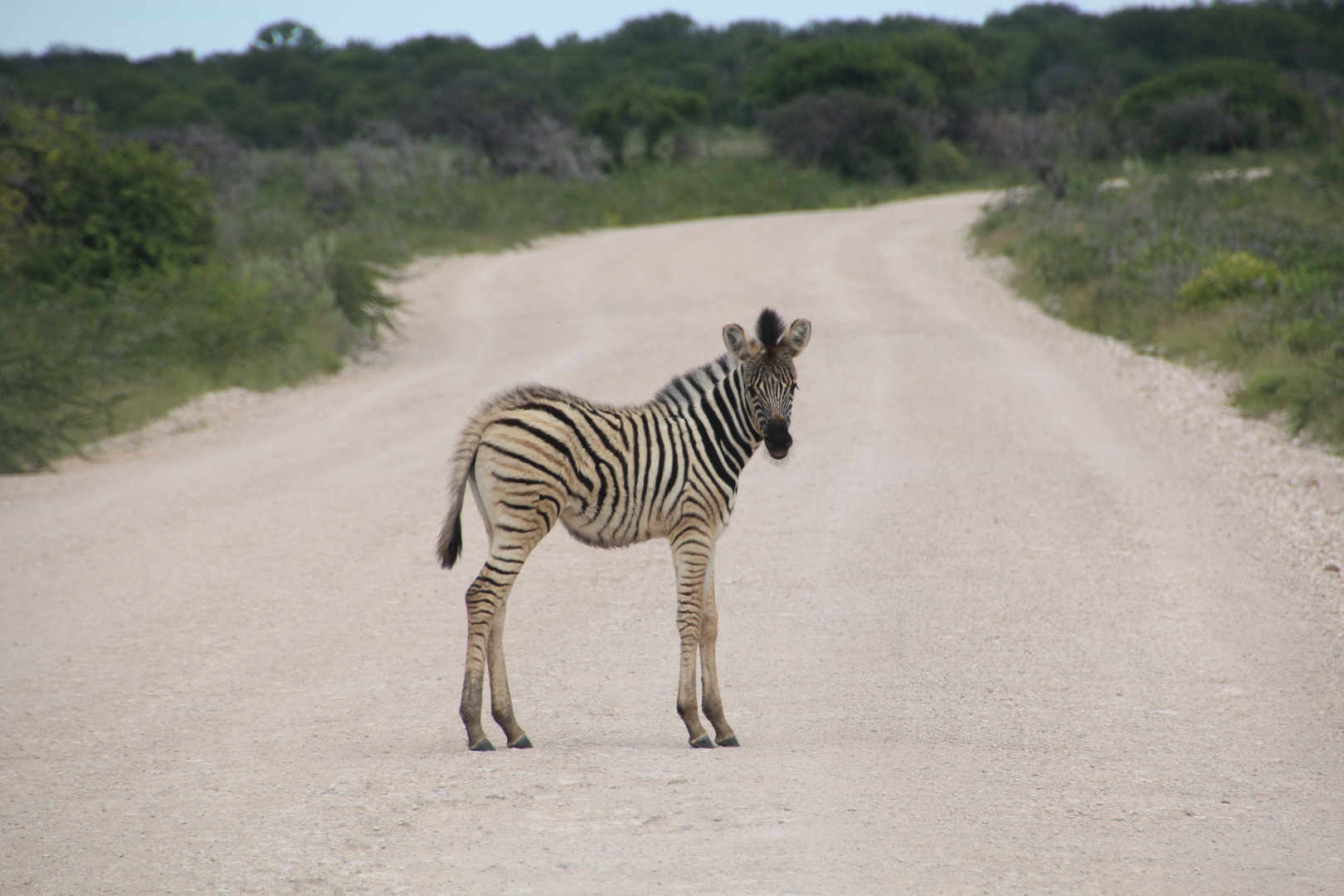 Wegelagerer im Etosha