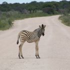 Wegelagerer im Etosha