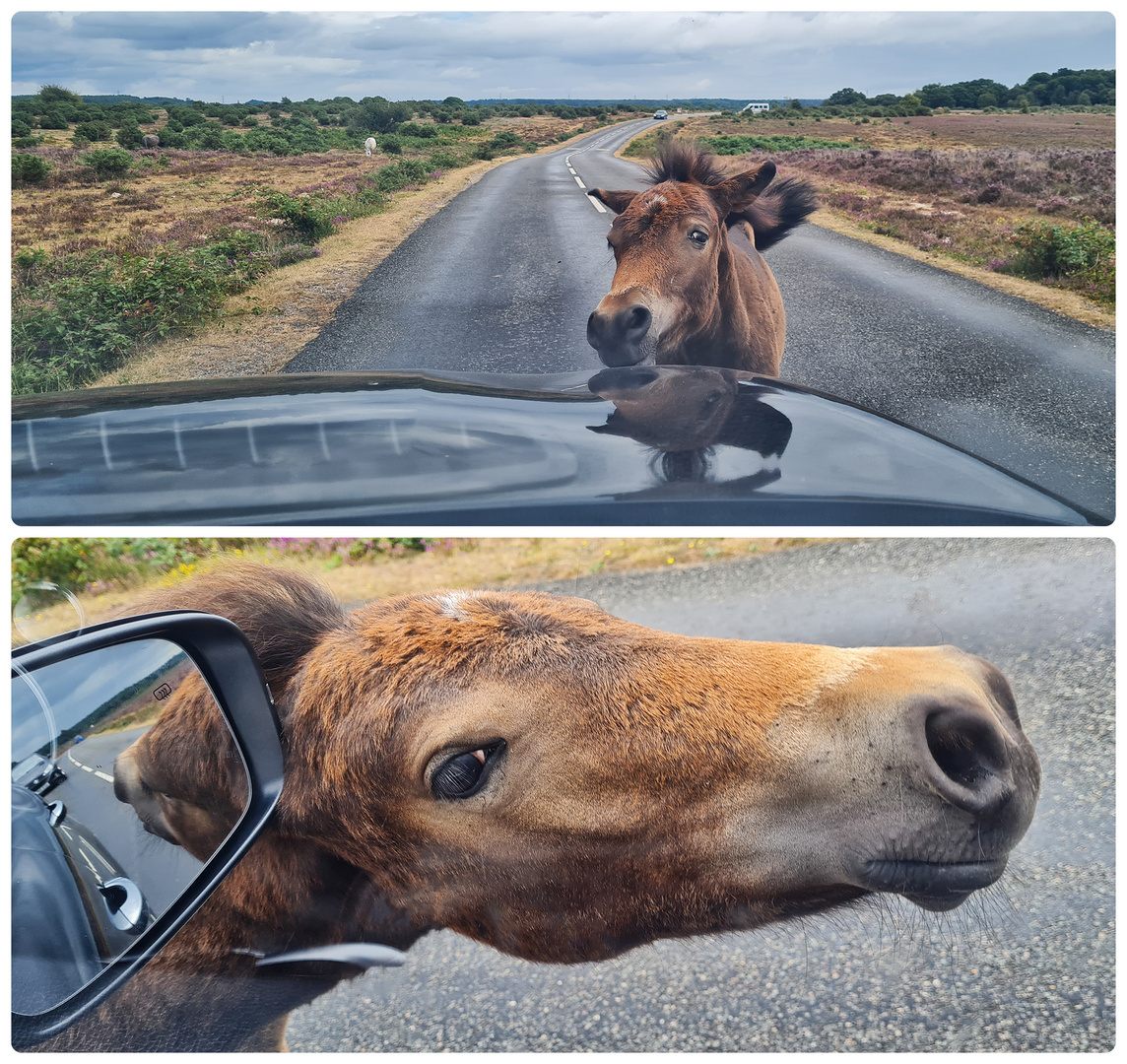 Wegelagerer im New Forest