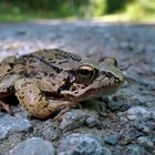 Wegelagerer im Wald