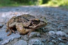 Wegelagerer im Wald