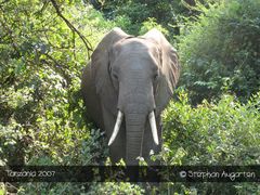 Wegelagerer (Lake Manyara National Park)