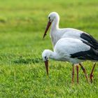 "WEGEN DIR HABEN WIR DEN FLUG IN DEN SÜDEN VERPASST"