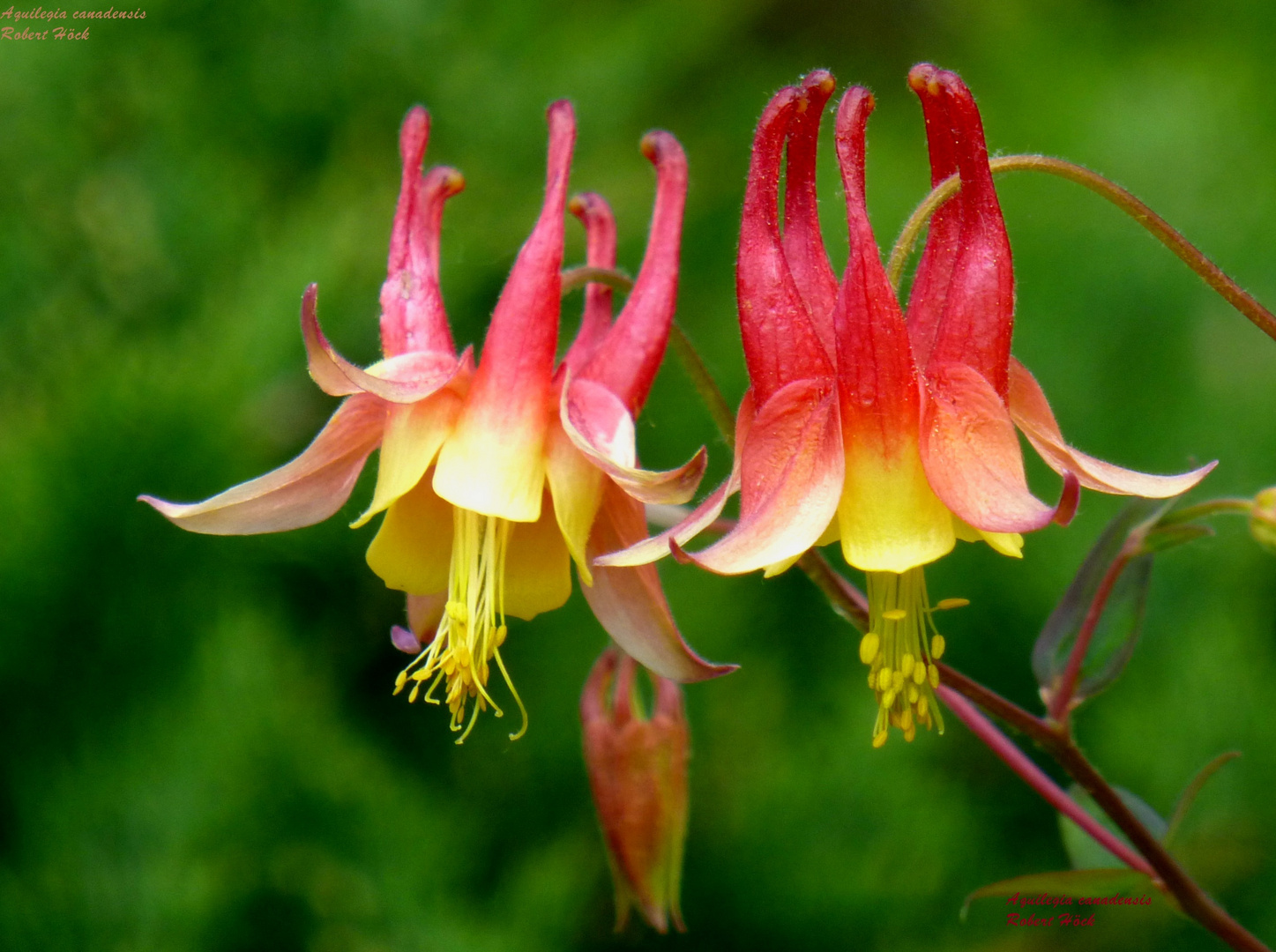 Wegen ihrer exotischen Schönheit kaum als Ranunculaceae zu erkennen: Aquilegia canadensis