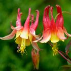 Wegen ihrer exotischen Schönheit kaum als Ranunculaceae zu erkennen: Aquilegia canadensis