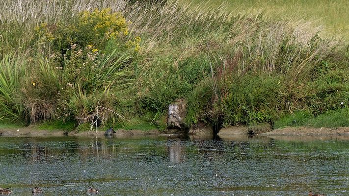 Wegen niedrigem Wasserstand freiliegende Baueingänge von ...